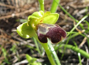 Ophrys israelitika