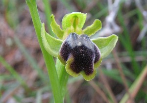 Ophrys cinereophila