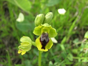 Ophrys sicula