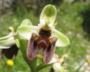 Ophrys bornmülleri