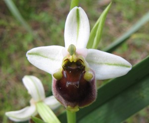 Ophrys levantina