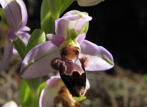 Ophrys lapethica