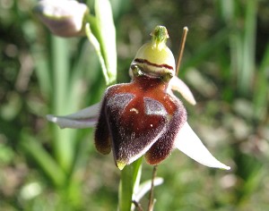 Ophrys elegans