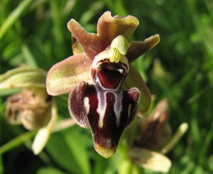 Ophrys morio