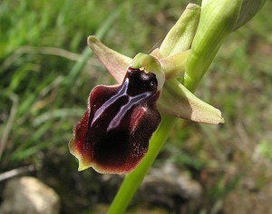 Ophrys mammosa