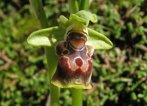 Ophrys flavomarginata