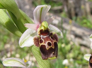 Ophrys umbilicata