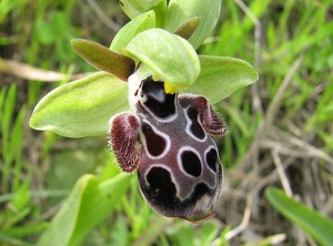 Ophrys kotschyi