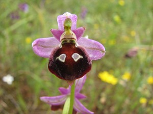 ophrys_argolica
