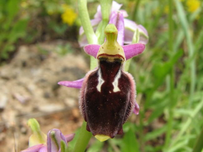 ophrys argolica_x_ferrumequinum