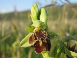 ophrys_attica