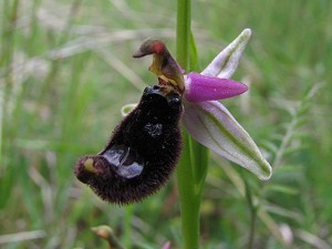 ophrys_bertolonii