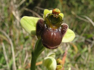 ophrys_bombyliflora