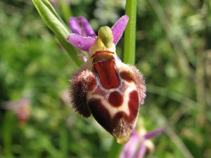 Ophrys delphinensis