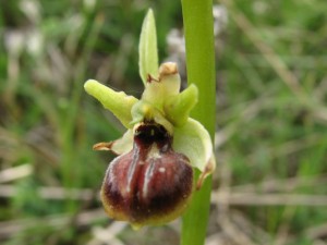 ophrys epirotica