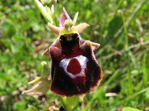 ophrys_ferrumequinum_x_mammosa