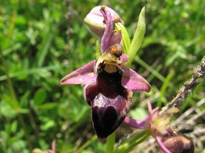 ophrys_gottfriediana