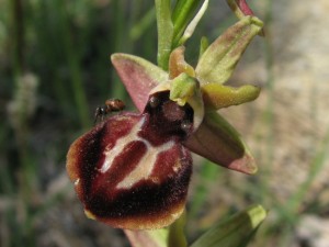 ophrys_grammica_x_hansreinhardii