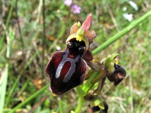 ophrys_hansreinhardii