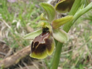 ophrys hebes