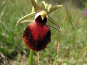 ophrys_helenae