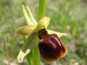 Ophrys helenae Hybrid