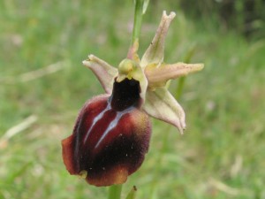 ophrys_helenae x hansreinhardii