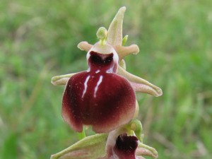 ophrys helenae Hybrid