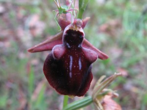 ophrys_helenae_x_mammosa