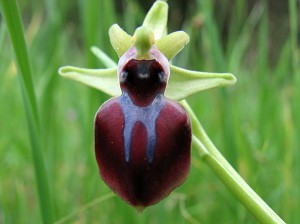 ophrys_helenae_x_spruneri