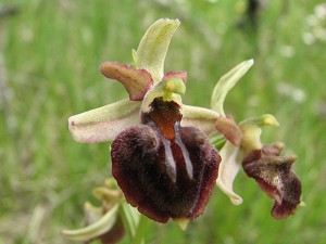 Ophrys herae x mammosa