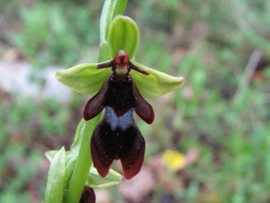 ophrys_insectifera