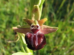 ophrys leucophthalma Hybrid