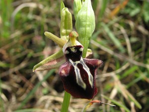 ophrys_leucophthalma