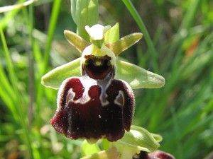 Ophrys attica x leucophthalma