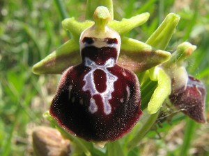 ophrys_leucophthalma_x_hansreinhardii