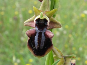 ophrys_mammosa