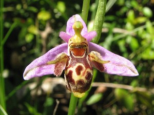 ophrys oestrifera ssp minuscula