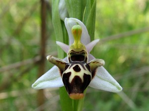 Ophrys minuscula mit weissem Perigon