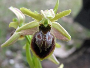 Ophrys hebes var. negadensis