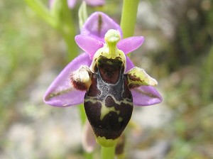 ophrys_oestrifera_oestrifera