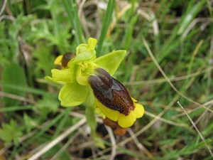 Ophrys phryganae