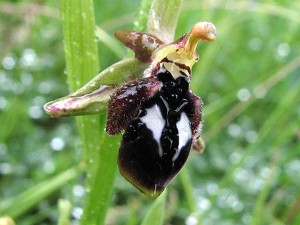 ophrys_reinhardiorum