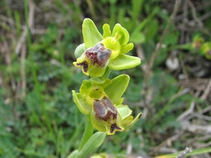 Ophrys sicula