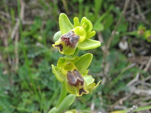 Ophrys sicula