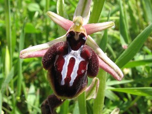 ophrys_spruneri