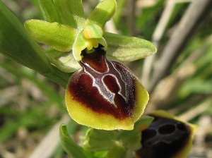 ophrys_zeusii