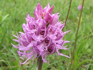 orchis_italica