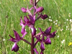 orchis_laxiflora