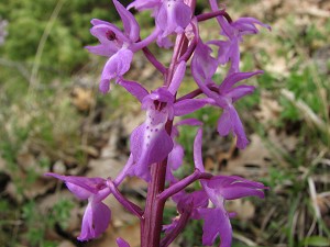 orchis mascula var. pinetorum x quadripunctata